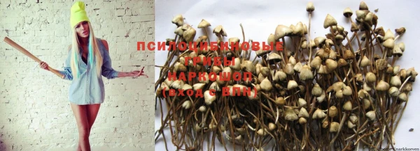 дживик Богородицк